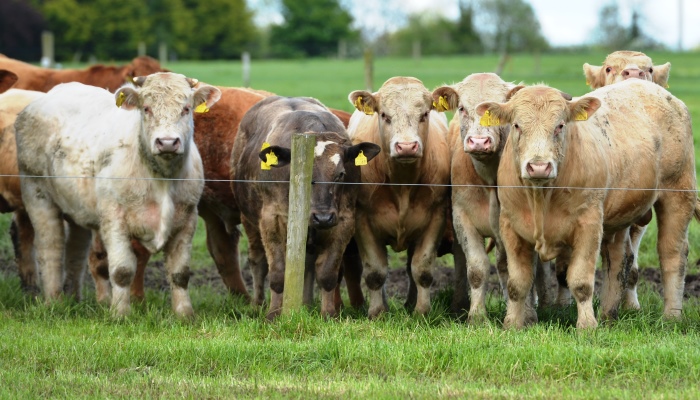The role of the CBV in the suckler beef sector