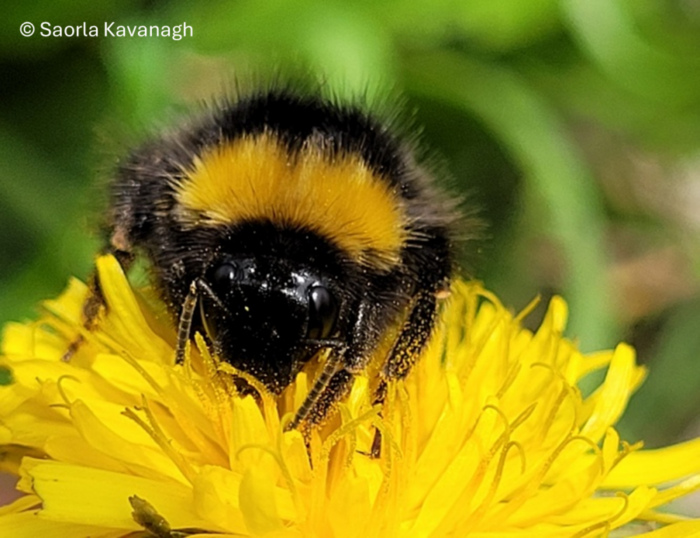 An image of a bee pollinating a flower
