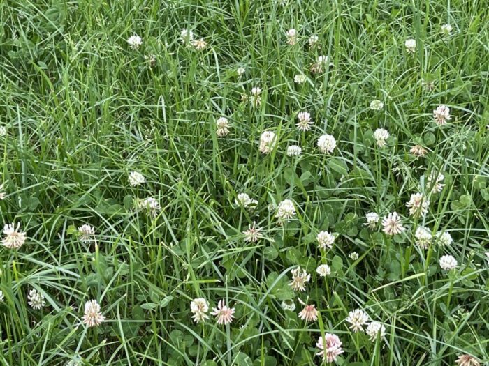 Quality grass back on the menu