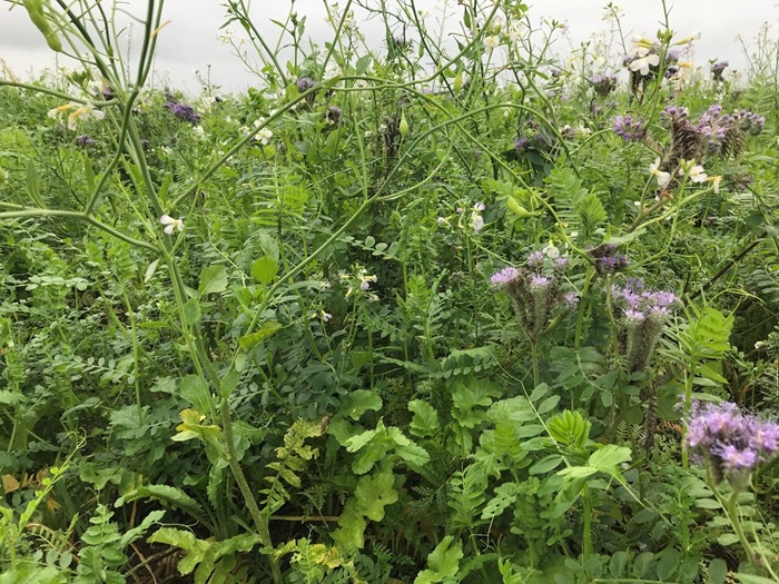 A mixed species cover crop