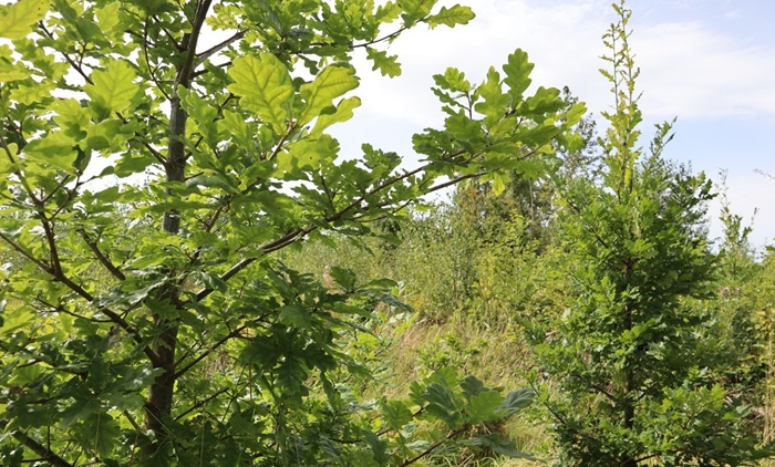 A mixed species forest with oak