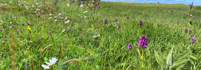 A side by side image of two different extensively managed grasslands