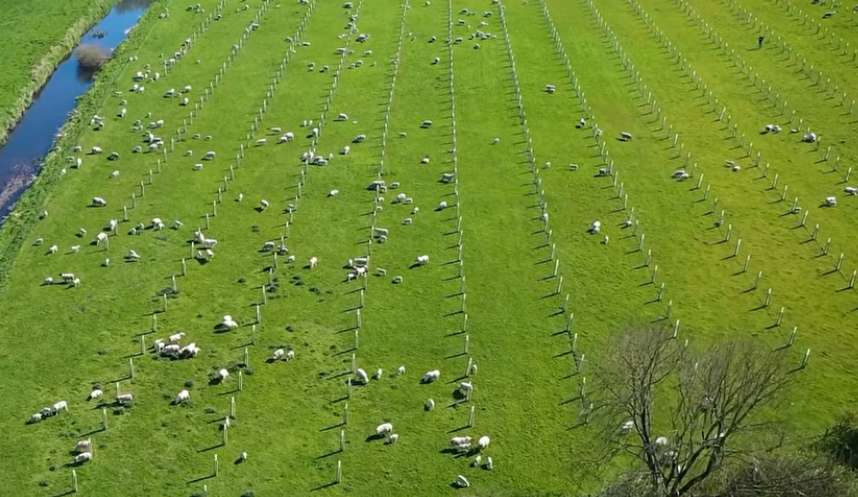 ‘A no-brainer’: Brian Nicholson’s agroforestry journey