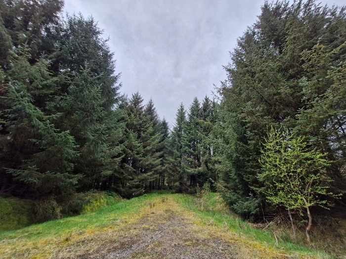 An unplanted area serving as a road turntable, trees have full green canopy to the ground level, becoming fully acclimatised to the wind climate. 