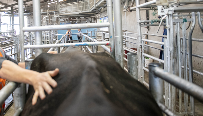 Preparing for the dry cow period – pre-housing tasks