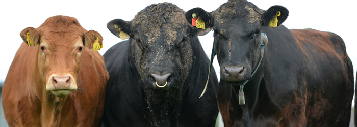 An Angus bull standing between two cows