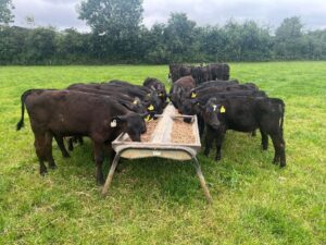 cattle feeding