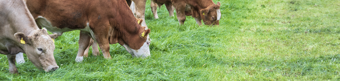 Cattle after being let into a new strip of grass