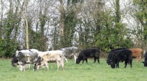 cattle grazing in shade of trees