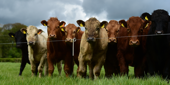 Cover image for Teagasc Advisory Newsletter – Beef article