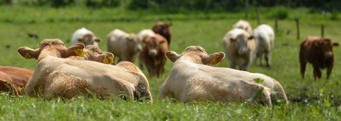 Cattle lying in a grass paddock