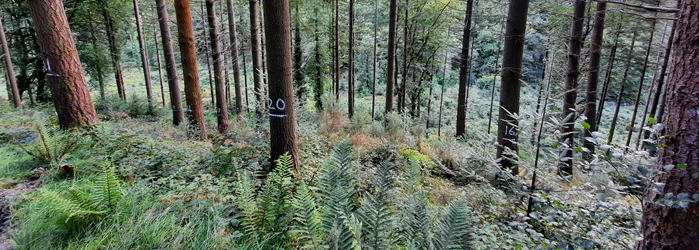 Cover image for Teagasc Advisory Newsletter – Forestry article