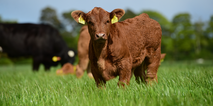 Cover image for Teagasc Beef Advisory Newsletter – April article