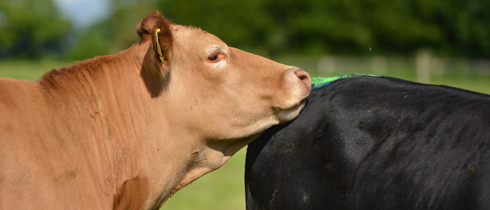 A Limousin cow mounting another cow