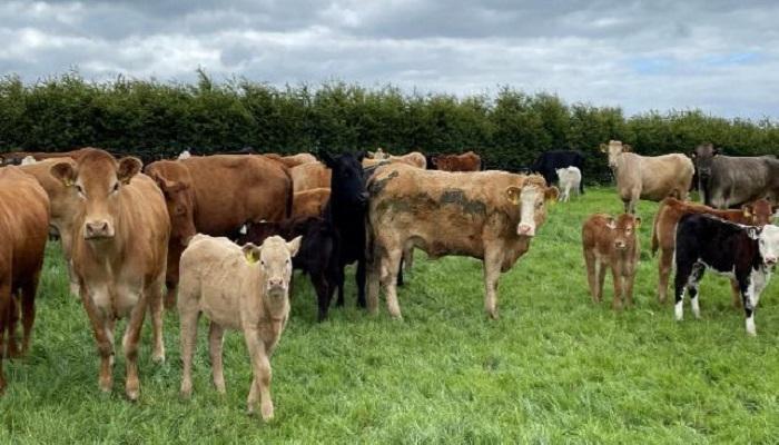 Cows and calves at grass on Olivia Hynes farm
