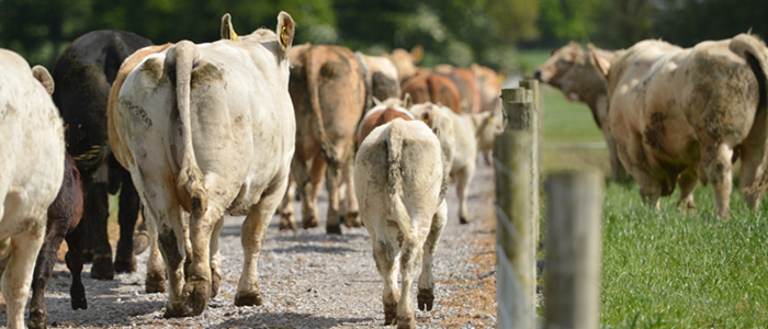 Cows and calves on a farm roadway at Grange, walking alongside a bull in a paddock