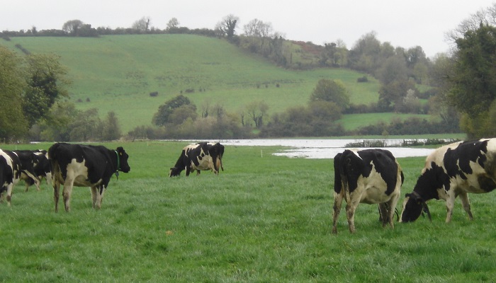 Grazing after heavy rainfall