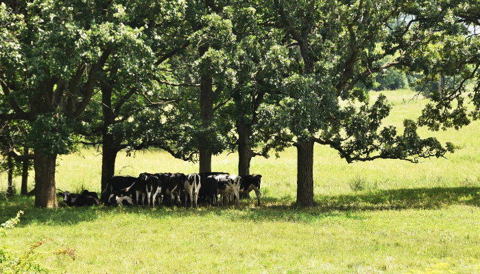 Steps to protect animals during hot weather