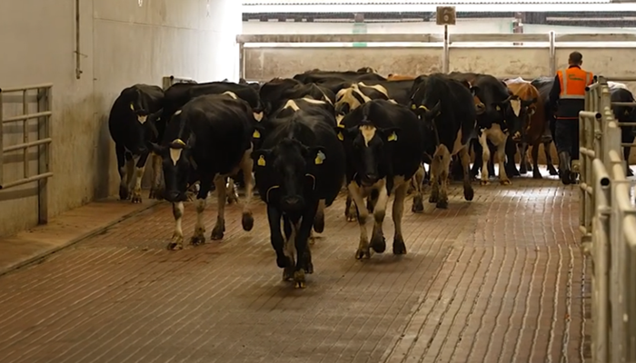 Good cow handling practices for lameness prevention
