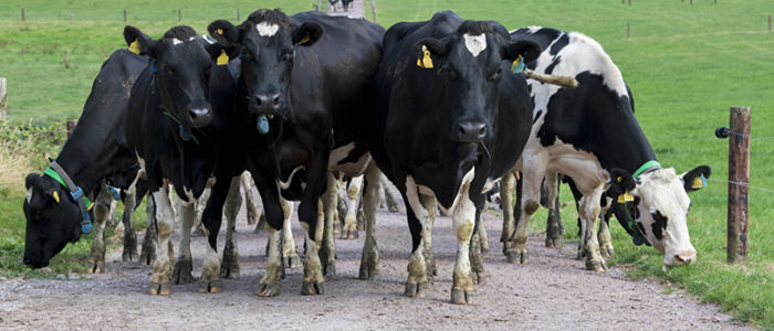 Cover image for Teagasc Dairy Advisory Newsletter – May article