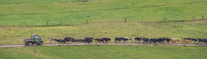 A image of cows in the distance walking along a farm roadway