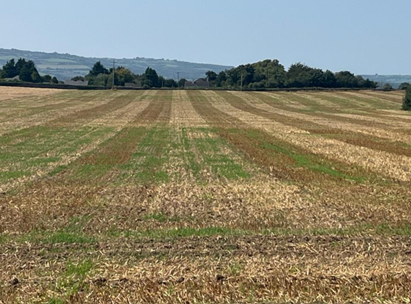 An image of a stubble field after being cultivated