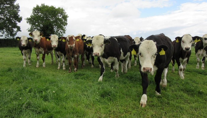 Clostridial diseases on dairy calf to beef farms