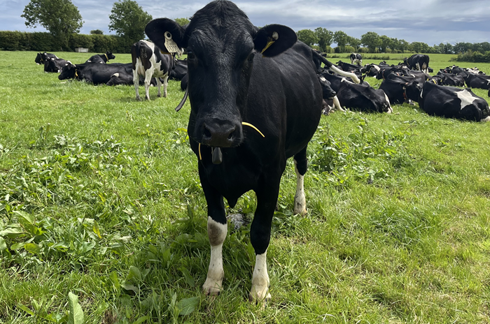 Opportunities in organic dairying