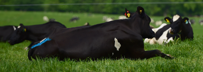 Dairy cows during the breeding season lying in a paddock