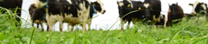 dairy cows in the background of a grass clover field
