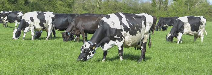 dairy herd grazing May grass