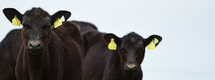 Angus calves at grass