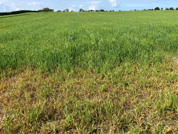Damaged crops from spraying