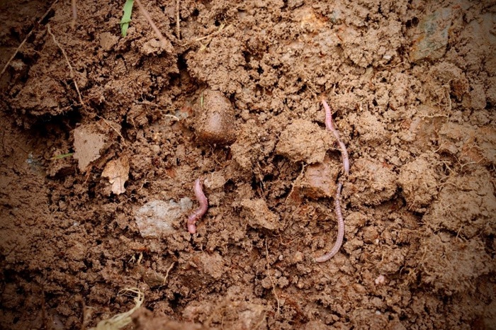 Get snapping: Soil Health Week Photography Competition launched