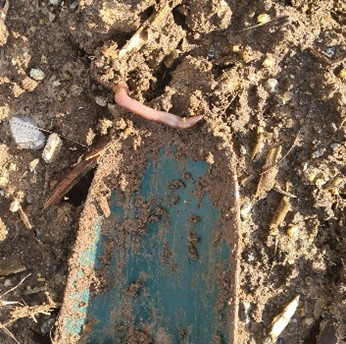 An earthworm in a field where straw incorporation took place on Vincent Mackens farm