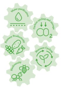 Illustration of five interlocking gears representing key soil functions and ecosystem services. Each gear contains a green icon and label: “Water purification” with a water droplet, “Carbon cycling and storage” with CO₂ symbols and arrows, “Primary productivity” with crops and vegetables, “Nutrient cycling” with a sprouting plant and circular arrows, and “Biodiversity” with soil organisms and an insect. The connected gears highlight how soil functions are interdependent and support agriculture and environmental health.