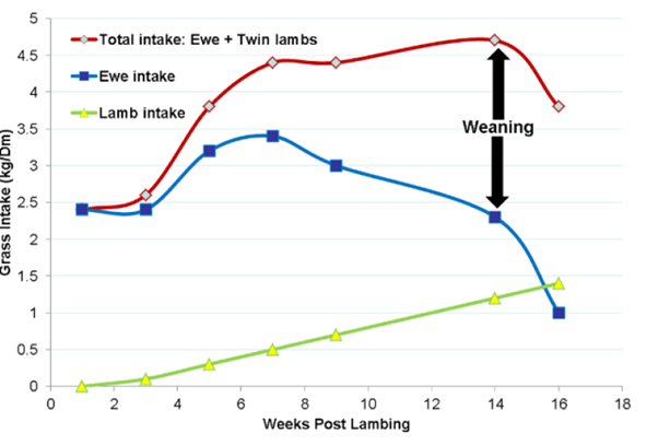 A graph showing the rise and decline in ewe and lamb grass intake as the season progresses. Total combined grass intake of ewes and lambs peak in week 14 after lambing a time that also coincides with weaning on many sheep farms