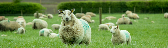 Cover image for Teagasc Sheep Advisory Newsletter – May article