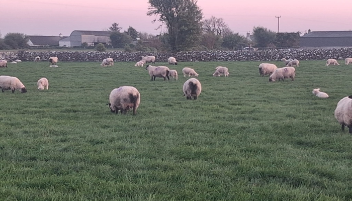 Ewes and lambs at grass on Michael Forde's farm