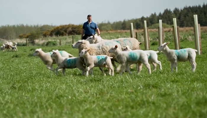 Brian Nicholson checking ewes and lambs in a field of agroforestry