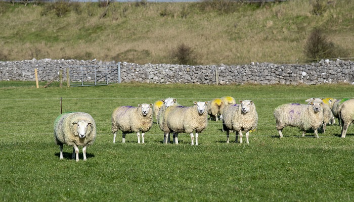 Autumn grassland management guidelines for sheep farms