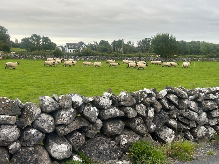 ewes in a grassland field beside a stonewall