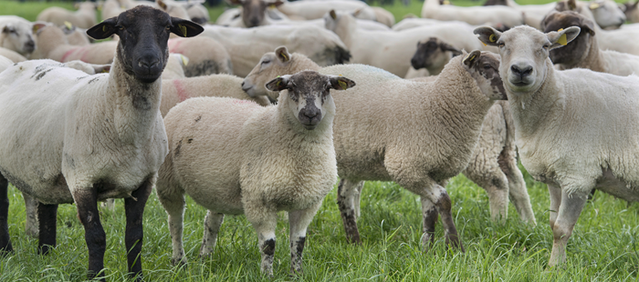 Ewes and forward lambs at grass prior to weaning