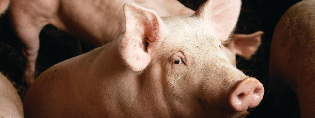 African Swine Fever in Spain – Industry growth meets emerging disease risk