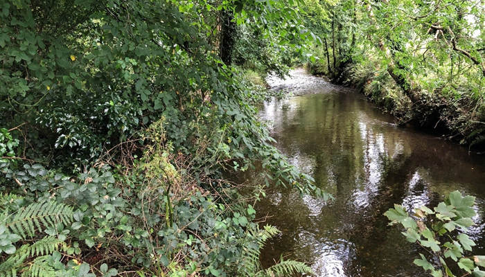 a forest beside a water course