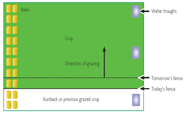 A graphic illustrating best practice in grazing forage crops. Crops should be grazed in long narrow strips, with multiple points for water access and bales should be provided. More tips and advice available in article text.