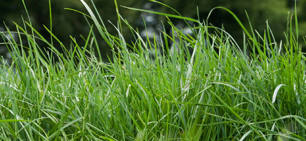 Spring Grazing Walks