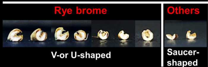 Six rye brome seeds with a V-shaped cross-section and two seeds of other brome types (soft or meadow) with a saucer-shaped cross-section.