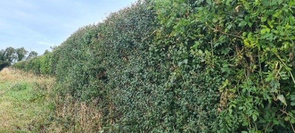 A well managed hedge row on Vincent Mackens farm