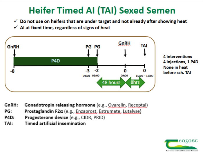 A graphic showing the protocol for heifer timed AI when using sexed semen